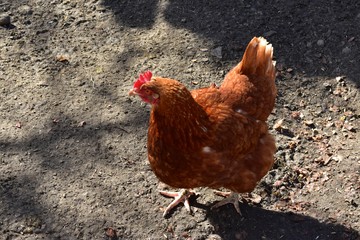 chickens in the aviary
