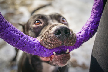 Cute American pit bull  terrier dog with puller toy in teeth . Young playful dog pulls toy.