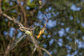 A large northern golden orb weaver or giant golden orb weaver spider is eating his prey. Nephila pilipes typically found in Asia and Australia, kakadu national park