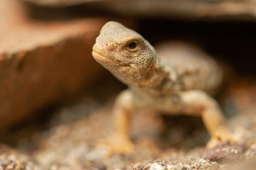 Uromastyx princeps or spiny-tailed lizard