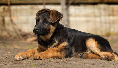 shepherd puppy outdoors