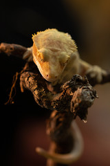 Correlophus ciliatus or Gecko Crestate