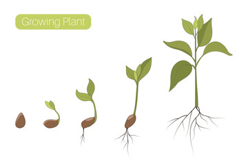 Faza wzrostu roślin etapy płaskie wektor ilustracja. Ewolucja koncepcji postępu kiełkowania. Nasiona, fasola, kiełki, drzewa. - 256061837