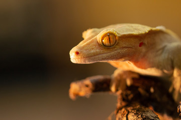 Correlophus ciliatus or Gecko Crestate