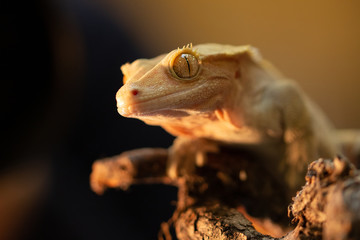 Correlophus ciliatus or Gecko Crestate