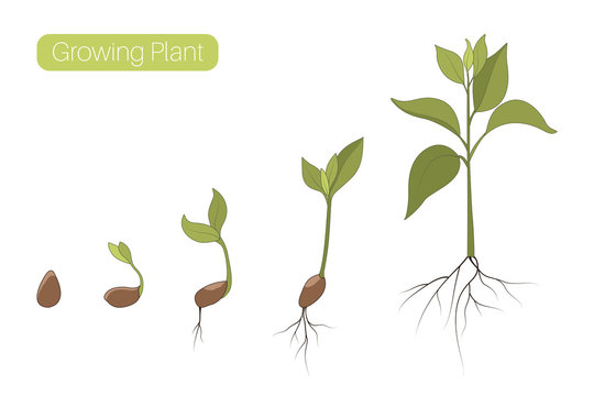 Plant growth phases stages flat vector illustration. Evolution germination progress concept. Seed, bean, sprout, tree.