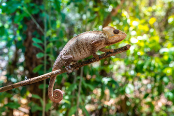 wild panther chameleon (furcifer pardalis), a species of chameleon endemic of Madagascar  and found often in tropical forest