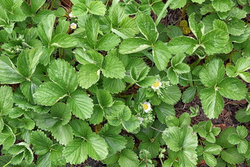Fragaria vesca Strawberry Plant Gardening Planting Stock Photo