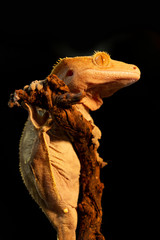 Correlophus ciliatus or Gecko Crestate