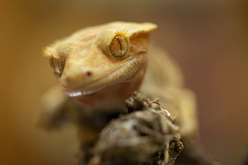 Correlophus ciliatus or Gecko Crestate