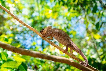 wild panther chameleon (furcifer pardalis), a species of chameleon endemic of Madagascar  and found often in tropical forest