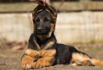 shepherd puppy outdoors
