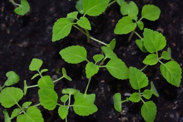 plant seedlings