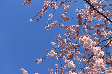 Kirschblüten und blauer Himmel