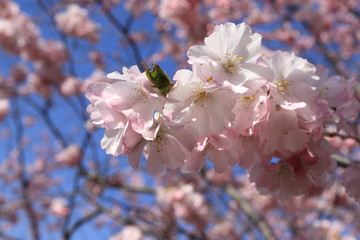 Japanische Zierkirsche in Blüte