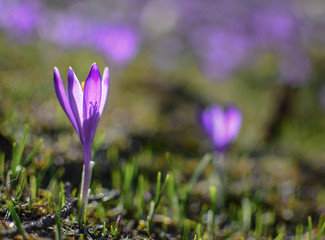 Beautiful purple spring flowers on the hills Velika planina in Slovenia. Purple crocus from close. With purple bokeh for the background.