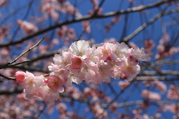 Japanische Zierkirsche in Blüte