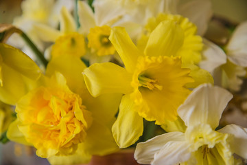 Beautiful yellow daffodils close up