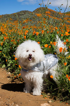 Small white dog in front  of California Poppies