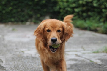 Obraz premium golden retriever dog