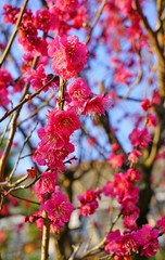 Pink flower blooms of the Japanese ume apricot tree, prunus mume, in winter in Japan