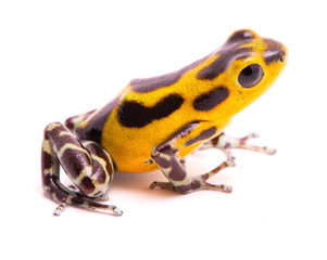 Poison dart frog, an amphibain with vibrant yelllow. Tropical poisonous rain forest animal, Oophaga pumilio isolated on a white background.