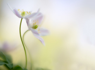 A pair of wood anemones entangled in love embrace. White pink wild flower macro in soft focus. Flower close up with two wildflowers.