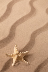Fototapeta na wymiar starfish or sea star laying in beach sand