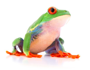 Red eyed tree frog a tropical animal from the endangered rain forest in Costa Rica siolated on white..