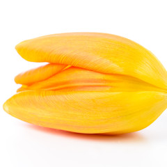 Makro einer orangenen Tulpe