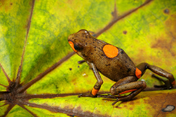 bullseye poison dart frog, Oophaga histrionica. A poisonous dartfrog from the Choco rain forest in...