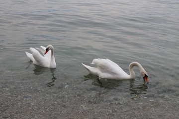 White swans on lake Garda Italy