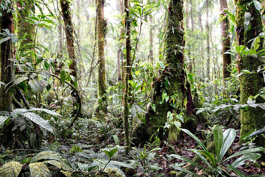 Tropical Amazon rain forest Colombia. Lush reen jungle vegetation with giant trees vines fern and moss