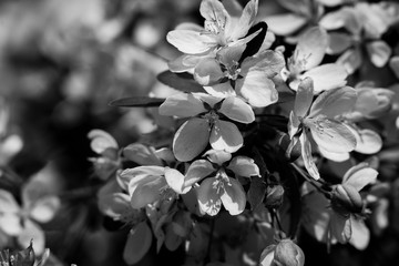 Blooming Cherry Tree, cherry Blossoms, black and white photo