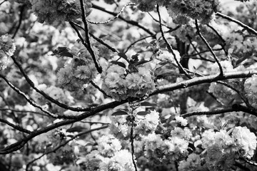 Fototapety  Blooming Cherry Tree, cherry Blossoms, black and white photo