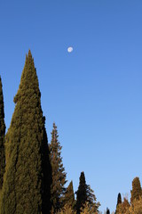 Morning moon in the blue sky against the background of high cypresses