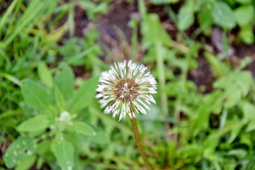 Dry Dandelion Fluff Fragility Background Portrait Colorful Green Stock Photo