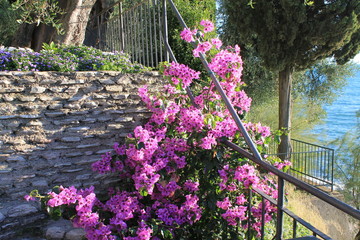 Bush pink bougainvillea under the sun