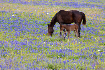 horse eating in a bluebonnet Lupinus texensis country