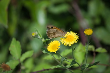 Obraz premium A butterfly and a leaf 