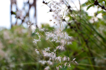 Capim flor selvagem