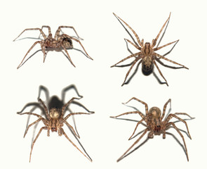 Spider on a white background in different angles. Isolate spiders