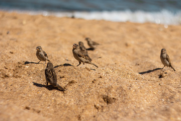 Sparrows on beach
