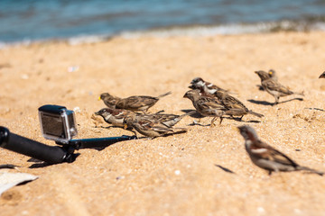 Sparrows 