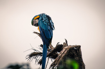 Guacamaya blue