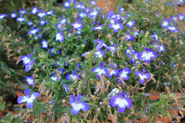 flower bed with small purple flowers