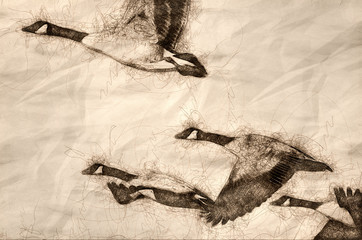 Sketch of Canada Geese Flying Across the Autumn Woods