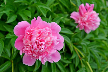 Two pink flowers of a peony (Paeonia L.)