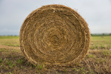 Hay stacks on green field