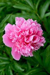 Pink flower of a peony (Paeonia L.)